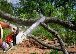 Best Tree and Shrub Care  in Cobden, IL